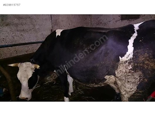 kuurbanlik inek turkiye nin ucretsiz ilan sitesi sahibinden com da 928615757