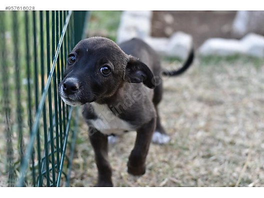 Kopek Melez Minik Kuzu Yuva Ariyor Sahibinden Comda 957616028