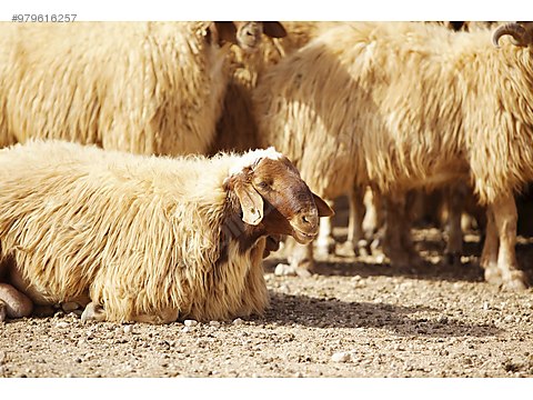 sheep satilik altinbas koyun surusu at sahibinden com 979616257 sheep satilik altinbas koyun surusu at sahibinden com 979616257