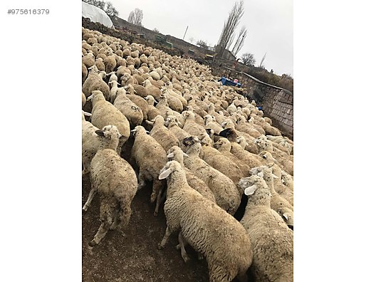 sheep acil satilik merinos koyun at sahibinden com 975616379