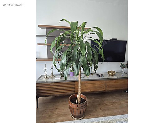 dracena red Red-edge Dracaena