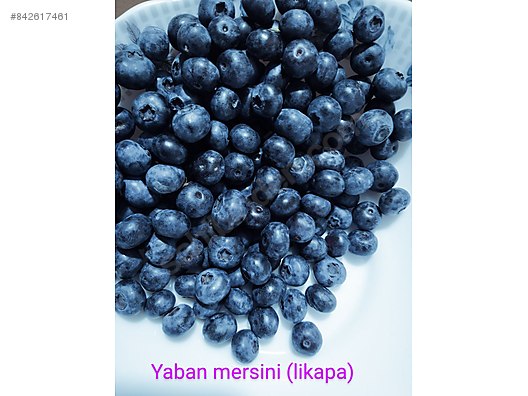 satilik taze yaban mersini likapa meyve sebze cesitleri yiyecek ve icecekler sahibinden com da 842617461