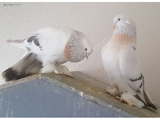 pigeons damizlik kurenk sebap guvercin at sahibinden com 914617777