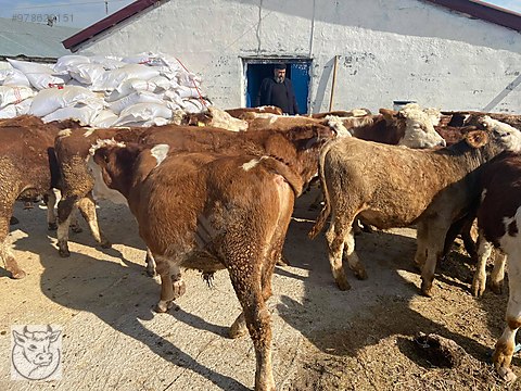 satilik uygun fiyatlara simental montofon dana duve inek satisii turkiye nin ucretsiz ilan sitesi sahibinden com da 978620151 satilik uygun fiyatlara simental montofon dana duve inek satisii turkiye nin ucretsiz ilan sitesi sahibinden com da 978620151