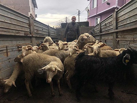 kuzu bursa da sahibinden adaklik kuzu sahibinden comda 982622213 kuzu bursa da sahibinden adaklik kuzu sahibinden comda 982622213