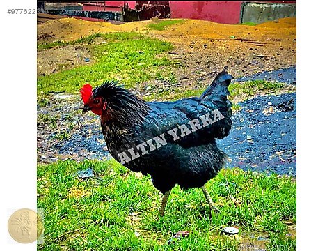 tavuk atakslarimiz satista kapida odeme hizli ucretsiz sevkiyat sahibinden comda 977622350