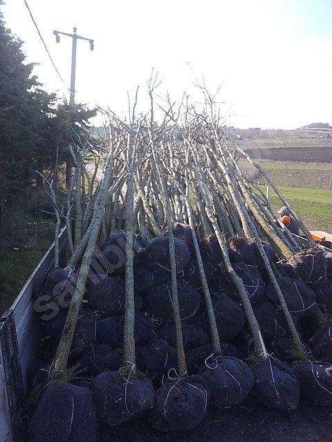 BEYAZ ÇİÇEKLİ AKASYA