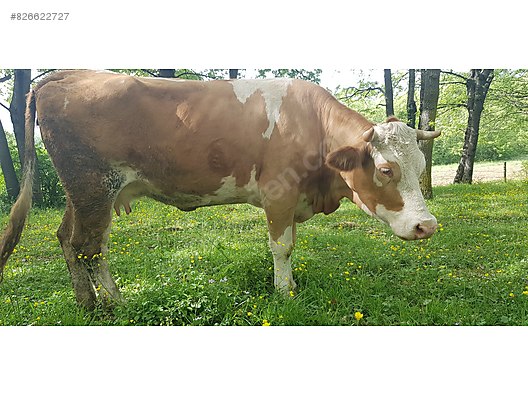 ilk sahibinden satilik a kalite damizlik simental inek turkiye nin ucretsiz ilan sitesi sahibinden com da 826622727
