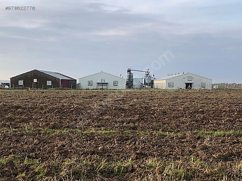 eskitasli koyunde sahibinden kiralik tavuk yumurta ciftligi sahibinden comda 978622776