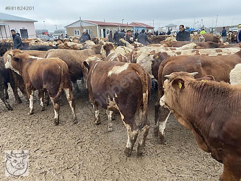 kars hayvan pazari turkiyenin 81 iline hayvan satislarimiz turkiye nin ucretsiz ilan sitesi sahibinden com da 981624201 kars hayvan pazari turkiyenin 81 iline hayvan satislarimiz turkiye nin ucretsiz ilan sitesi sahibinden com da 981624201