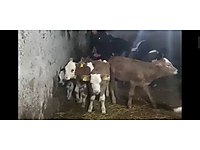 5dtlsjitmm dqm 5dtlsjitmm dqm