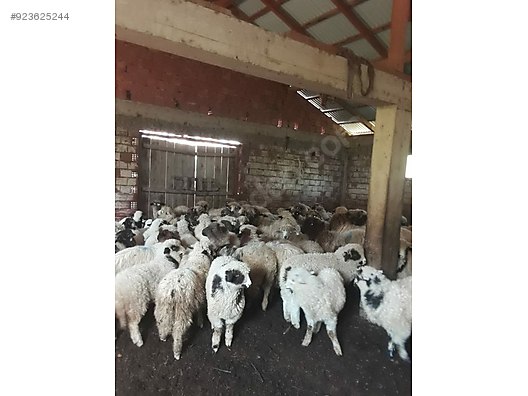 satilik koyun gubresi bahce malzemeleri sahibinden com da 923625244