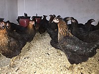 ortahisar satilik tavuk cinsleri ve fiyatlari sahibinden com da ortahisar satilik tavuk cinsleri ve fiyatlari sahibinden com da