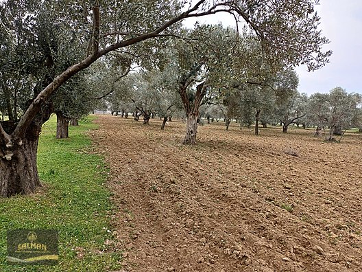 4 DÖNÜM TEK TAPU ZEYTİNLİK #1231627038