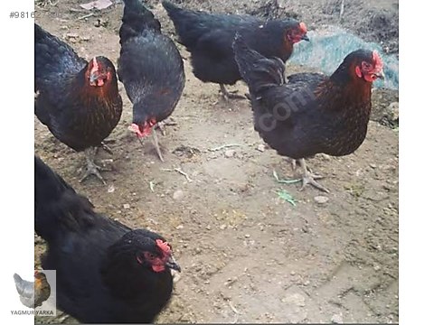 tavuk lohman sendy tinted yumurta tavugu tum turkiye genelinde adrese sahibinden comda 981627890 tavuk lohman sendy tinted yumurta tavugu tum turkiye genelinde adrese sahibinden comda 981627890