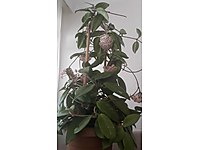 CANLI MUM ÇİÇEĞİ