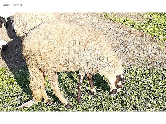 koyun satilik koyun kuzulu toklu sahibinden comda 985629216 koyun satilik koyun kuzulu toklu sahibinden comda 985629216