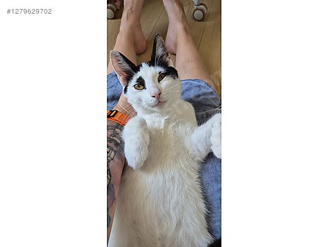 Pets & Livestock / Pets / Cats / Other Breeds