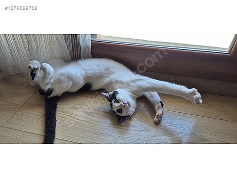 Pets & Livestock / Pets / Cats / Other Breeds