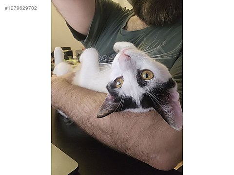 Pets & Livestock / Pets / Cats / Other Breeds