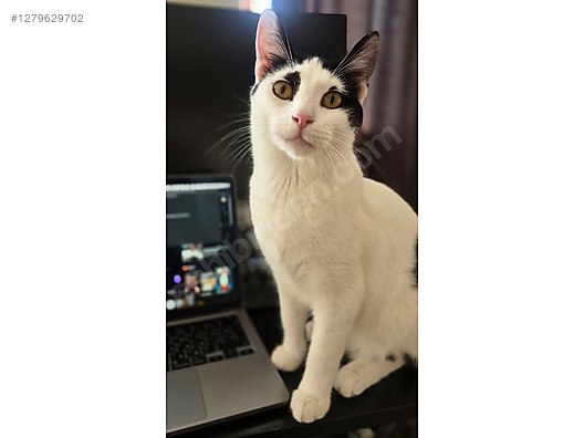 Pets & Livestock / Pets / Cats / Other Breeds