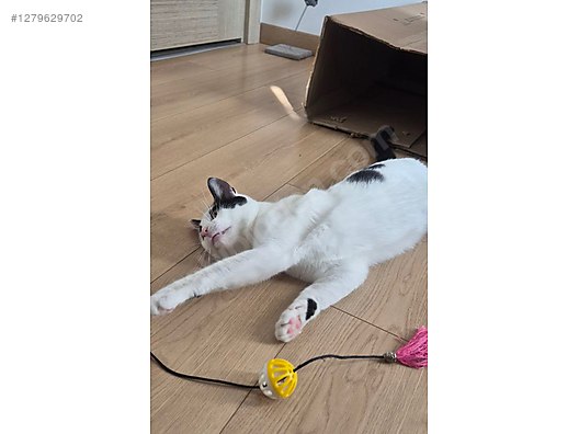 Pets & Livestock / Pets / Cats / Other Breeds