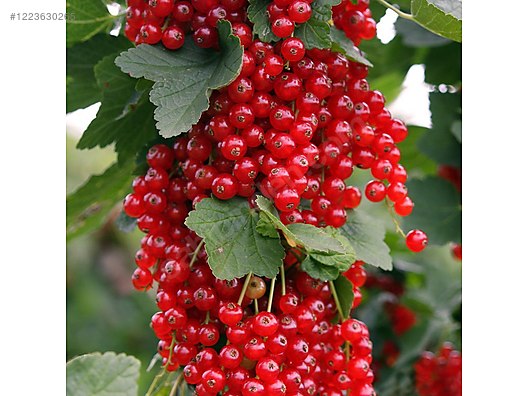 İkinci El ve Sıfır Alışveriş / Bahçe & Yapı Market / Bahçe / Bitki & Çiçek / Fidan & Çalı