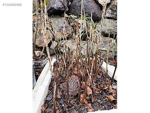 İkinci El ve Sıfır Alışveriş / Bahçe & Yapı Market / Bahçe / Bitki & Çiçek / Fidan & Çalı