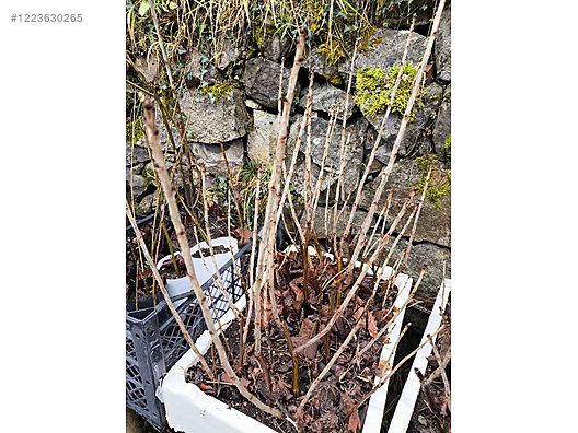 İkinci El ve Sıfır Alışveriş / Bahçe & Yapı Market / Bahçe / Bitki & Çiçek / Fidan & Çalı