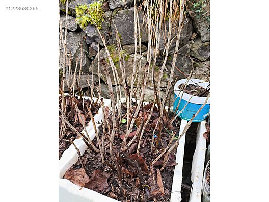 İkinci El ve Sıfır Alışveriş / Bahçe & Yapı Market / Bahçe / Bitki & Çiçek / Fidan & Çalı