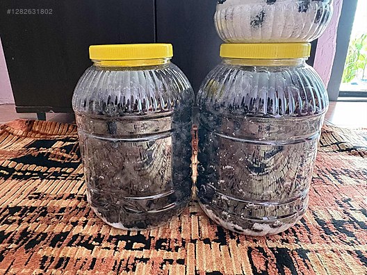 İkinci El ve Sıfır Alışveriş / Yiyecek & İçecek / Şarküteri / Zeytin