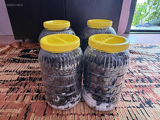 İkinci El ve Sıfır Alışveriş / Yiyecek & İçecek / Şarküteri / Zeytin