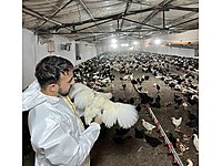 ÜRETİCİSİNDEN ZİRAAT ONAYLI BELGELİ FATURALI YARKA CİNSLERİ #1280632581