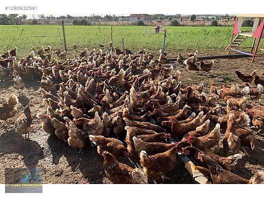 Hayvanlar Alemi / Kümes Hayvanları / Tavuk