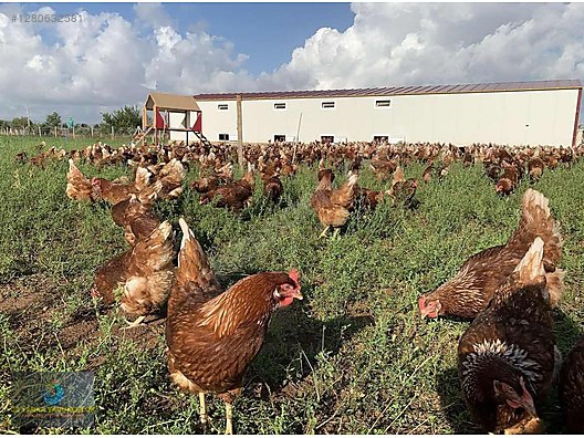 Hayvanlar Alemi / Kümes Hayvanları / Tavuk