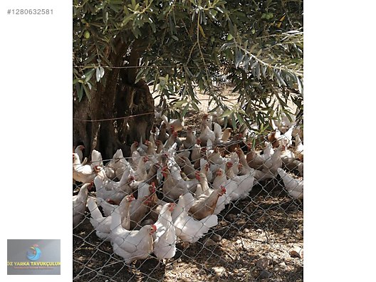 Hayvanlar Alemi / Kümes Hayvanları / Tavuk