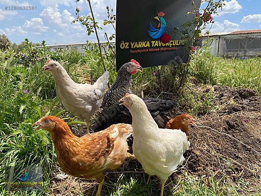 Hayvanlar Alemi / Kümes Hayvanları / Tavuk