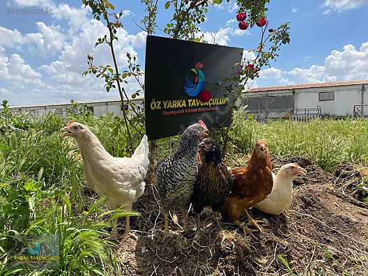Hayvanlar Alemi / Kümes Hayvanları / Tavuk