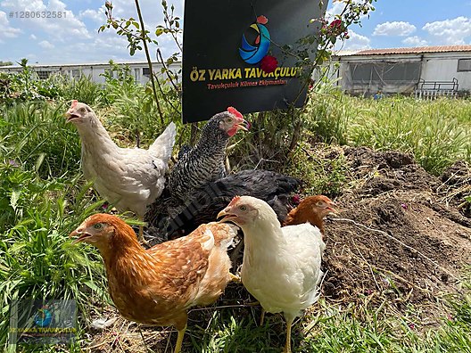 Hayvanlar Alemi / Kümes Hayvanları / Tavuk