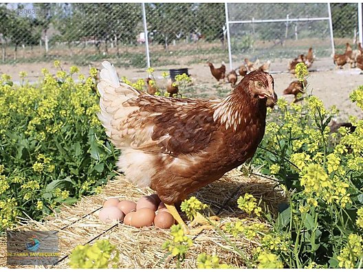 Hayvanlar Alemi / Kümes Hayvanları / Tavuk