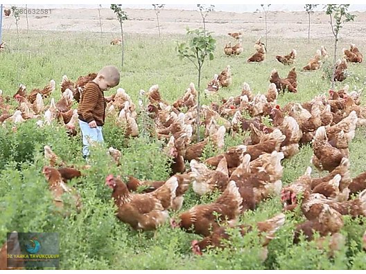 Hayvanlar Alemi / Kümes Hayvanları / Tavuk