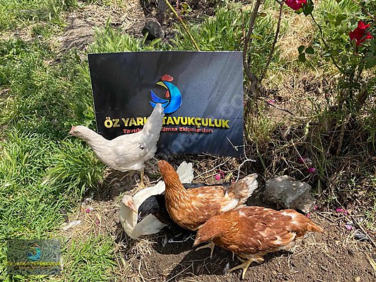 Hayvanlar Alemi / Kümes Hayvanları / Tavuk