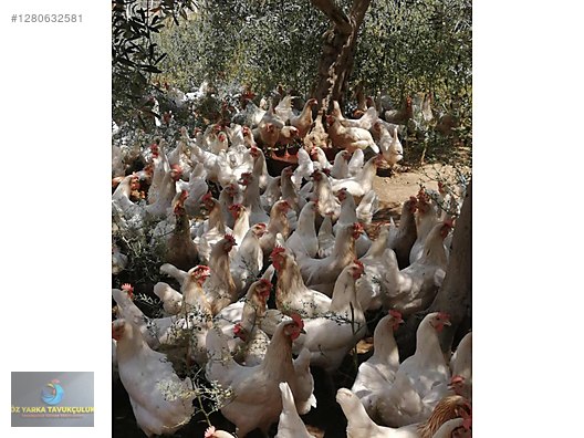 Hayvanlar Alemi / Kümes Hayvanları / Tavuk