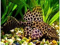 AKVARYUM BALIĞI LEOPAR VATOZ 5-7 cm #1262633080