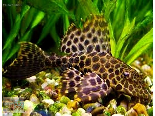 Pets & Livestock / Aquarium Fish / Catfish & Pleco / Suckermouth Catfish
