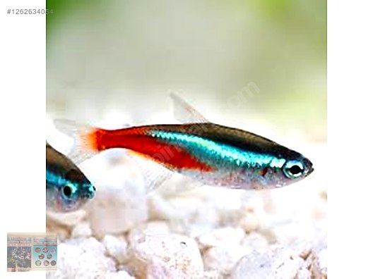 Pets & Livestock / Aquarium Fish / American Tetras / Neon Tetra
