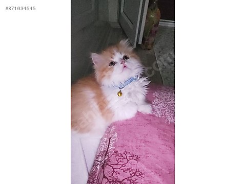 Chinchilla Kedisi Fiyatlary Sahibinden