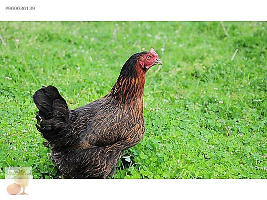 Tavuk Asilari Tam Klavuzda Ataks Lohman Sandy Lohman Brown Yumurta Tav Sahibinden Comda 960636139 Tavuk Asilari Tam Klavuzda Ataks Lohman Sandy Lohman Brown Yumurta Tav Sahibinden Comda 960636139