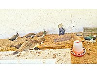 istanbul sahibinden satilik tavus kusu cinsleri ve fiyatlari sahibinden com da