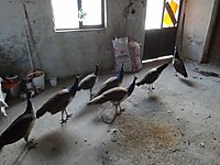 satilik tavus kusu cinsleri ve fiyatlari sahibinden com da